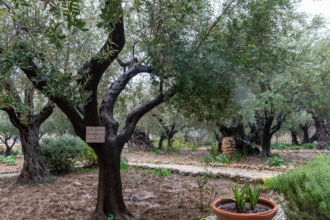 Fotografia contemporânea do tradicional jardim do Getsêmani em Jerusalém.