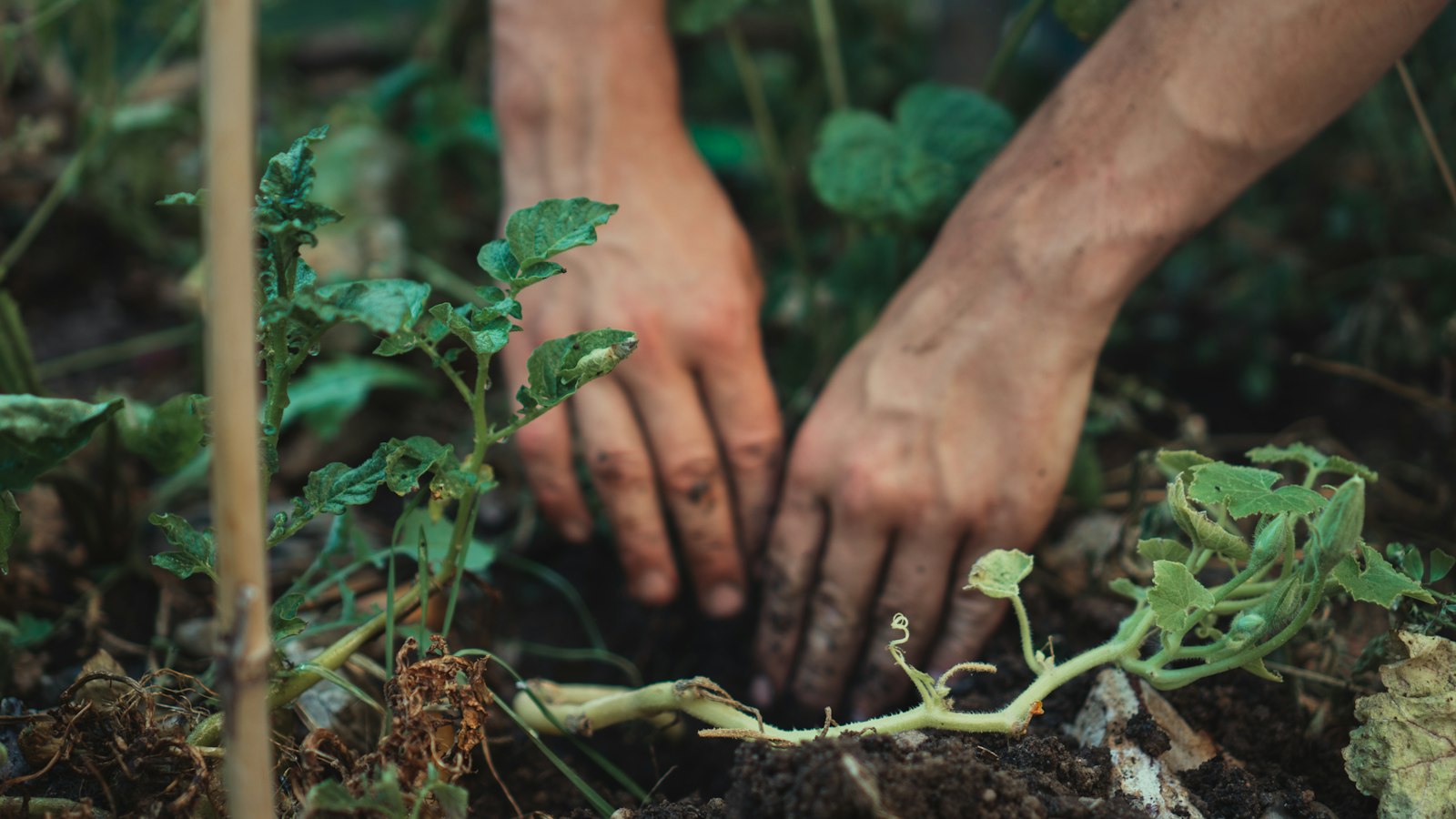 Mãos plantando uma muda verde na terra durante o cultivo de um jardim